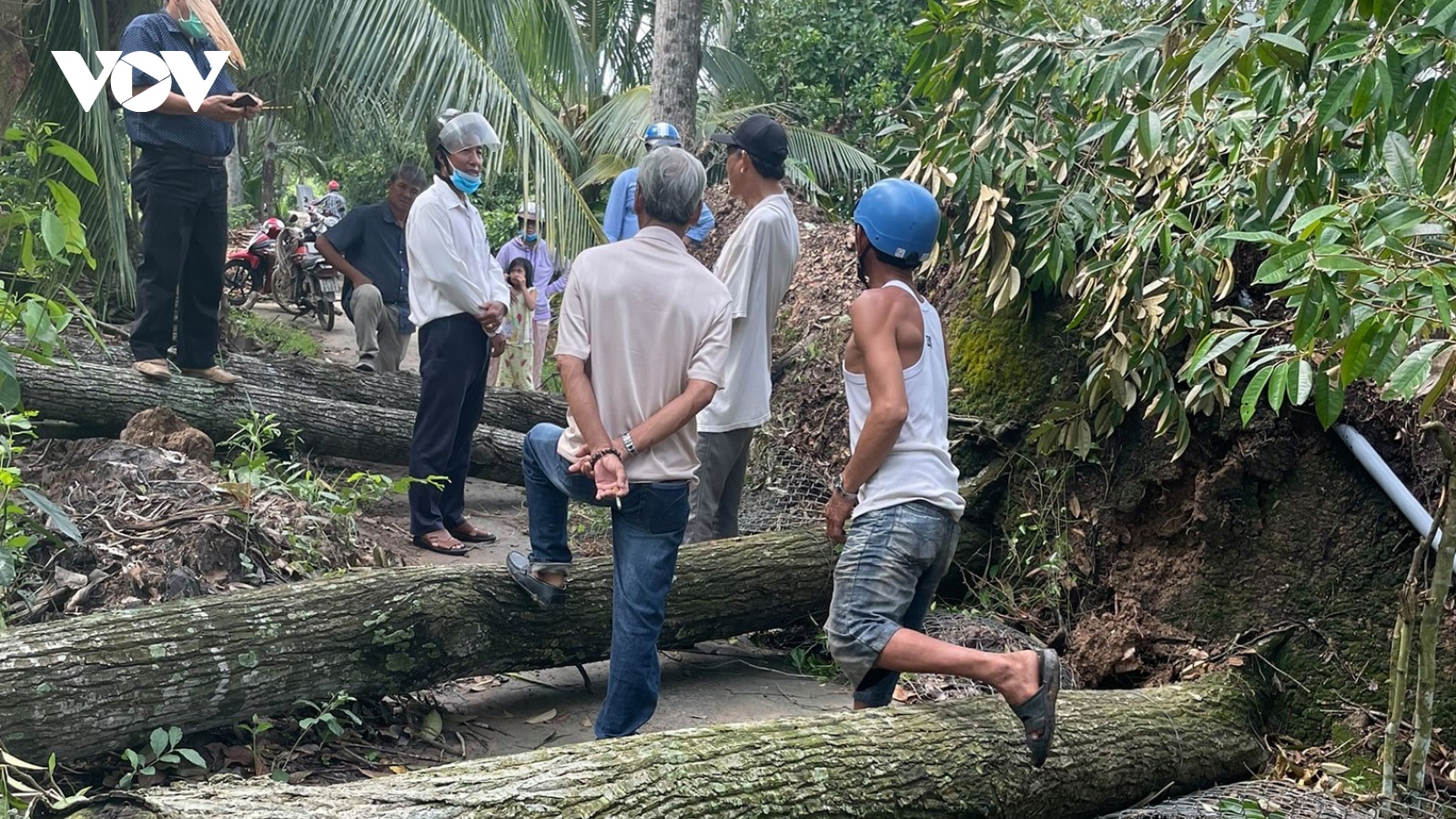 Gió lốc gây thiệt hại hàng chục nhà dân và đổ ngã nhiều vườn cây đặc sản tại Bến Tre